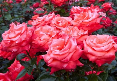 gambar abstrak bunga mawar thegorbalsla