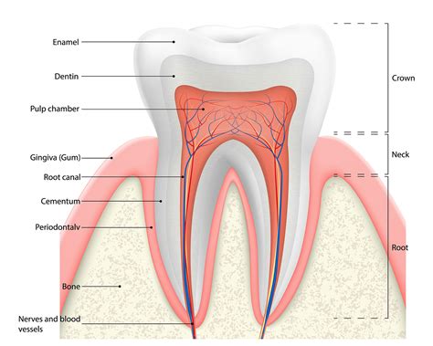 tooth dentin      issues treatments