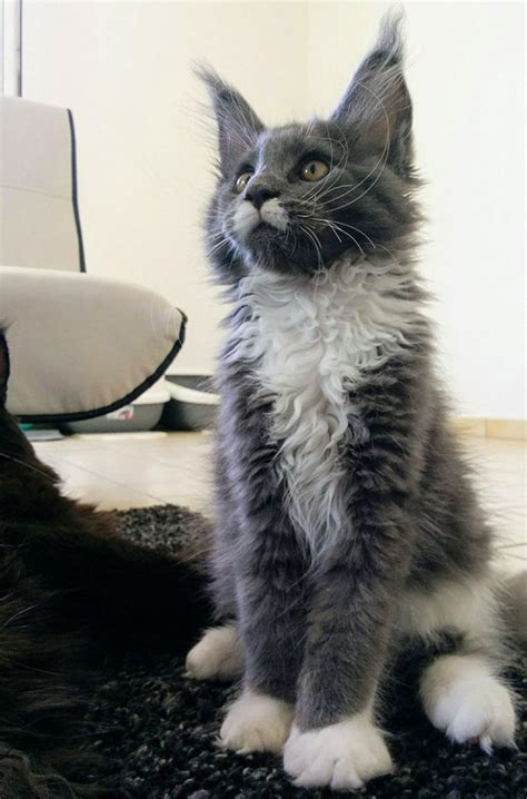 30 cute maine coon kittens that are actually giants waiting to grow up