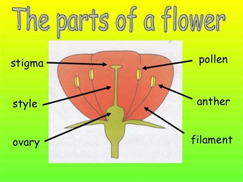 Biology Ppt On Parts Of Flower