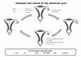 Cycle Menstrual Hormones Aqa Science B1 Sen Tes Core Kb Docx Resources Teaching sketch template