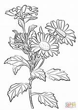 Chrysanthemum Coloring Pages Drawing Flower Printable sketch template