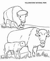 Coloring Pages Bison Parks Wild Animal Yellowstone National Park Animals Printables Usa Family Buffalo Monuments Plain Plains Printable Great Clipart sketch template