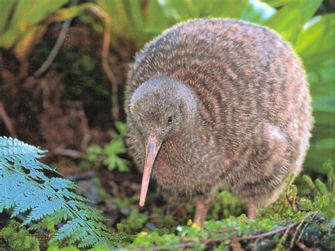 zealands endangered kiwi bird rmagibess