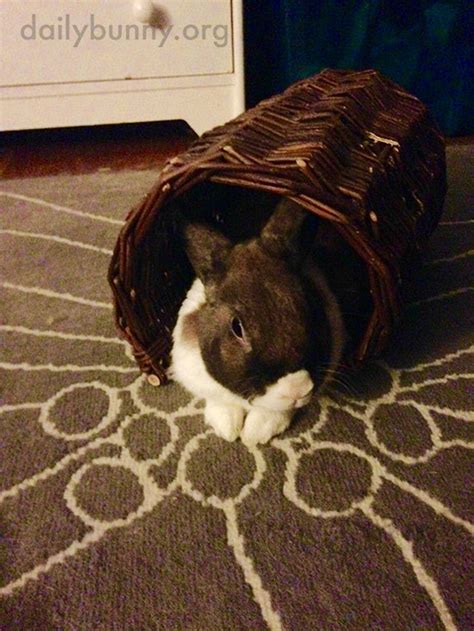 bunny relaxes in a wicker tube — the daily bunny