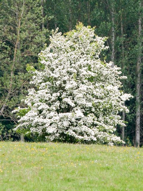 hawthorn tree care tips  growing hawthorn plants