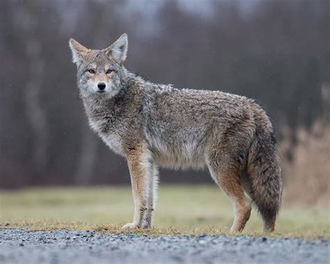 effective methods  scaring  coyotes nite guard