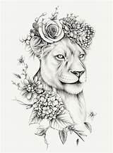 Lioness Illustrationx Mortimer Realism Specializing sketch template