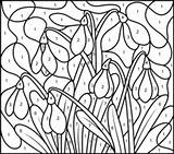 Coloring Snowdrop Flowers Coloritbynumbers Designlooter Stained Hidden Sunflower sketch template