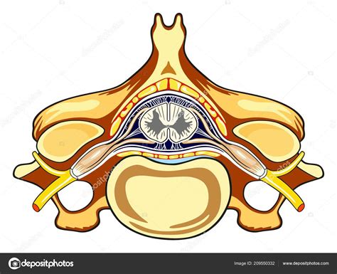spinal cord cross section diagram unlabeled