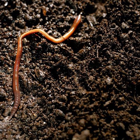 humble earthworms  highly beneficial   soil