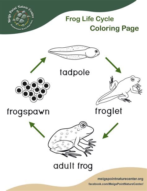 frog life cycle coloring page meigs point nature center