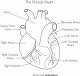 Heart Coloring Human Pages Diagram Anatomy Kids Printable Sketch Anatomical Real Label Biology Physiology Sheets Simple Body System Circulatory Worksheets sketch template