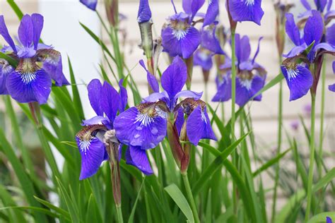 plant iris seeds ehowcom growing irises plants iris flowers