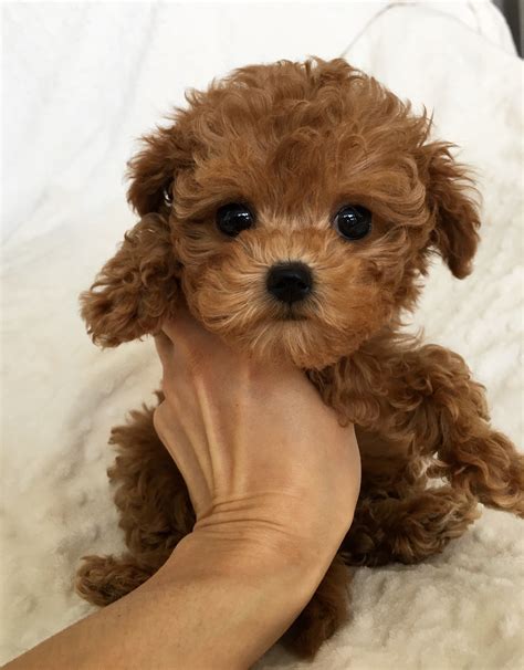 pictures  maltipoo puppies cutest maltipoo pictures cute