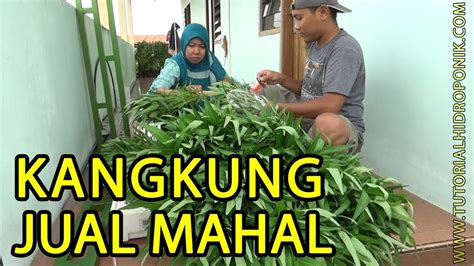 Cara Jual Kangkung Harga Supermarket Youtube