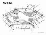 Cell Plant Diagram Unlabeled Blank Labeled Drawing Printable Timvandevall Animal Worksheet Parts Color Biology Printables Cells Kids Worksheets Science Tim sketch template