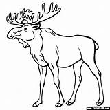 Moose Coloring Animals Thecolor Pages sketch template