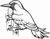 Woodpecker Coloring Pages Bird Woodpeckers Drawing Printable Color Animal Drawings sketch template