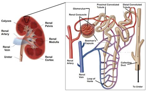 nephron  functional unit  kidney mcqs faqs