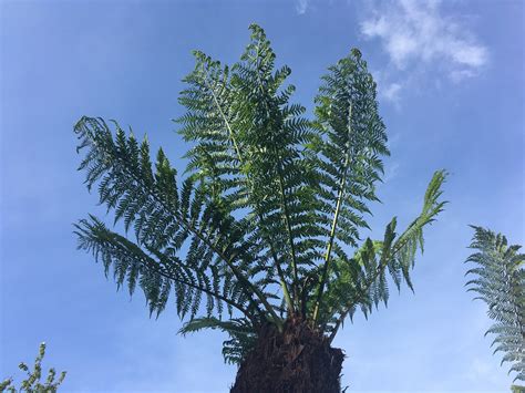 dicksonia antarctica tree ferns free uk delivery