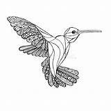 Colibri Zentangle Antistress Monochrome Kolibrie Hummingbird Coloration Schets Kleurende Vectorillustratie Beeld Croquis Courante sketch template