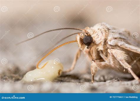 noctuid moth feeding close  stock image image  mercury
