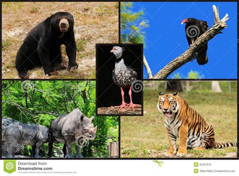 animal collage royalty  stock photo image