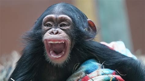 adorable baby chimpanzee stevie   public debut  zoo knoxville