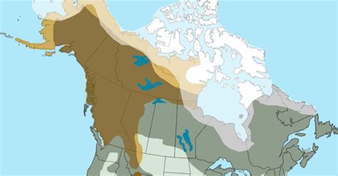 geographic distribution bears  north america