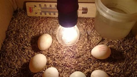 menetaskan telur ayam  lampu  kardus