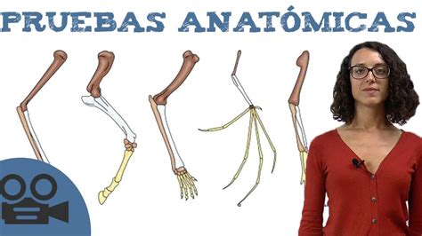 pruebas evolutivas anatomicas pruebas evolutivas youtube