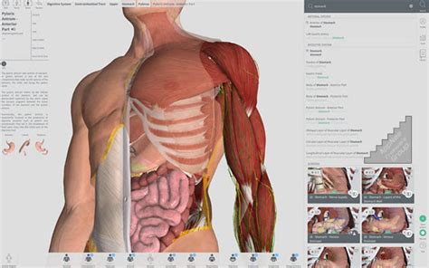 anatomy dmedical  human anatomy atlas