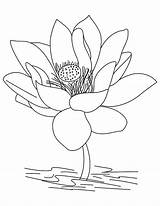 Lotus Coloring Pages Flower Jasmine Color Drawing Printable Getcolorings Pencil Mandala Getdrawings sketch template