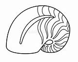Nautilus Animale Vettore Mollusco Coperture Lineari Hanno Barrato Vongola Lumaca Mollusk sketch template