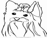Coloring Pages Yorkie Terrier Yorkshire Puppy Colouring Poo Getcolorings sketch template