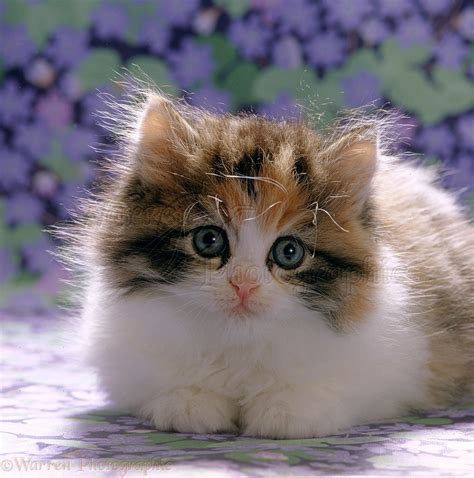 cute fluffy calico kitten photo wp