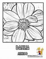 Coloring Pages Mexico Flower Library Clipart Flowers sketch template