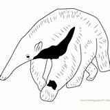 Anteater Coloring Ants Mammals Coloringpages101 Aardvark sketch template