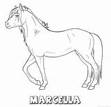 Marcella Paard sketch template