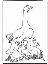 Gans Goose Oca Kleurplaten Moeder Kolorowanki Ausmalbild Ges Vogels Mutter Nukleuren Vogel Mamma Ptaki Fugler Pl Fargelegg Sapo Charlotte Tekeningen sketch template