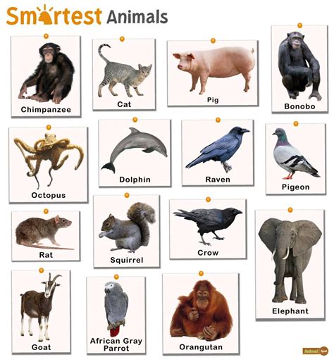 top  smartest animals socengineers