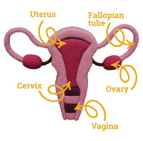 Uterus Quiz Ippf