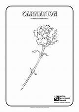 Coloring Carnation Pages Cool Print sketch template