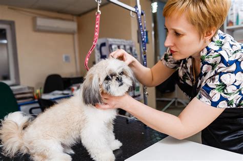 grooming helps  dogs health veterinarians  windermere
