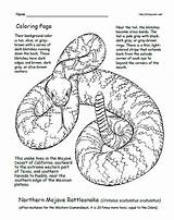 Coloring Rattlesnakes Pages Gr States United Book Snake Rattlesnake Facts sketch template