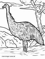 Emu Malvorlage sketch template