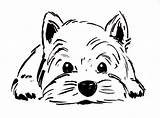Terrier West Highland Westie Westies Westi Kolorowanki Pencil sketch template
