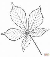 Chestnut Template Leaves sketch template