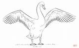 Swan Coloring Drawing Draw Swans Trumpeter Mute Pages Wings Open Step Sketch Realistic Line Pencil Drawings Necked Designlooter Bird Popular sketch template
